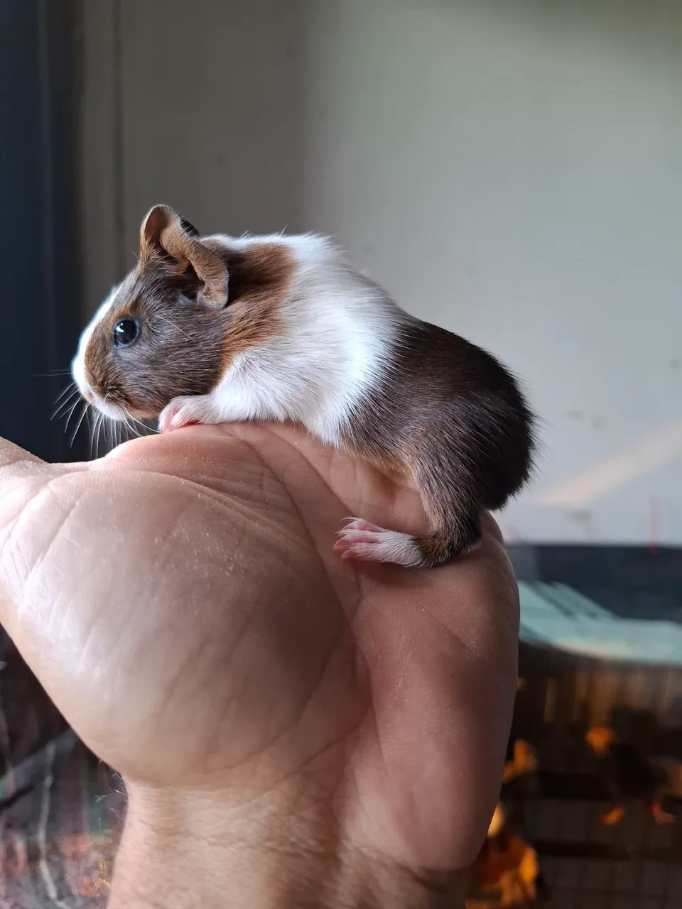 Filhote de porquinho da Índia: fofura e alegria!