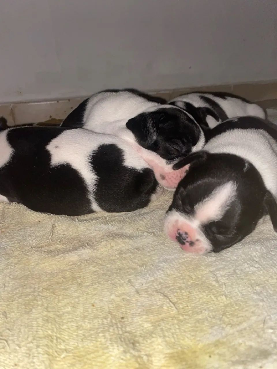 Filhotes de Bulldog Francês para vender  - Foto 2
