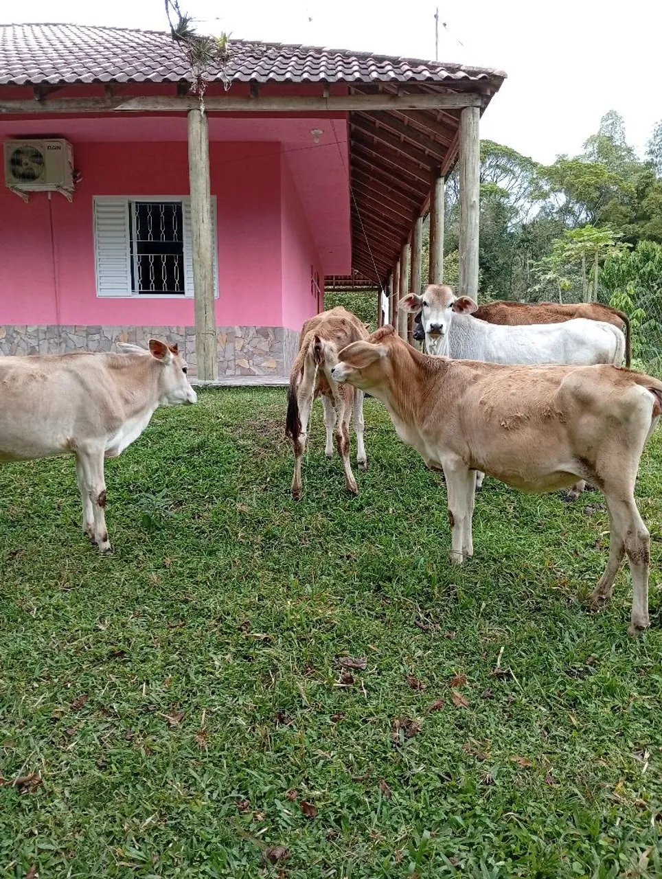 Bezerros jovens e saudáveis para criação