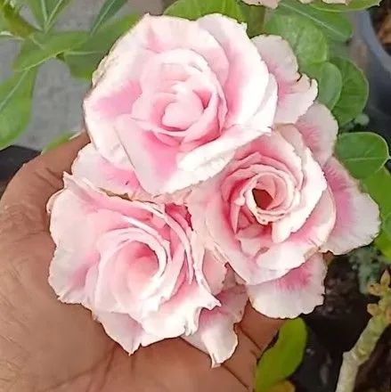 Combo: Rosa d d +substrato +adubo (envio) - Foto 2