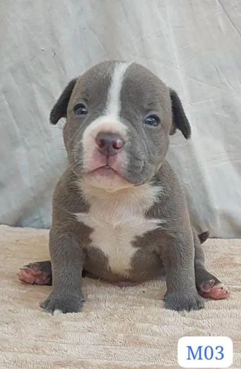 American Bully - Foto 2