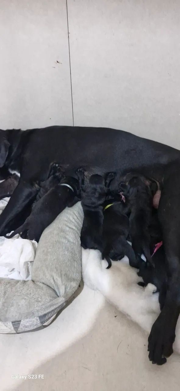 Filhotes de Cane Corso