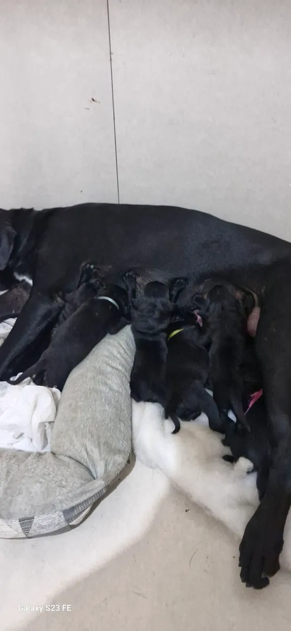 Filhotes de Cane Corso