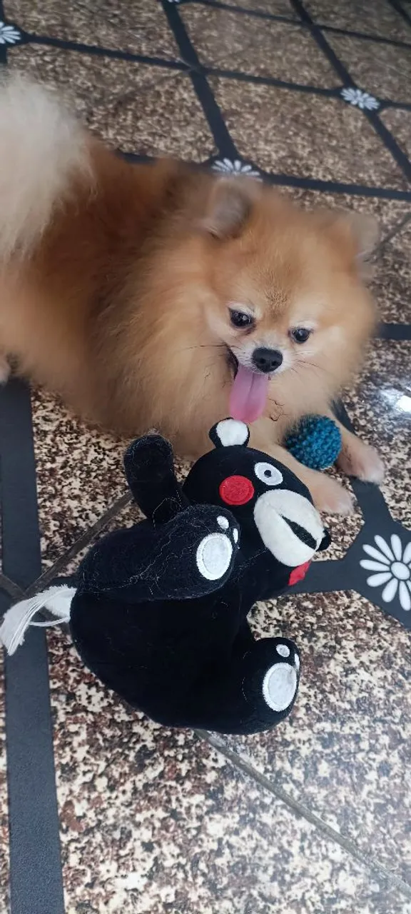 Filhote de Spitz Alemão/Lulu da Pomerânia
