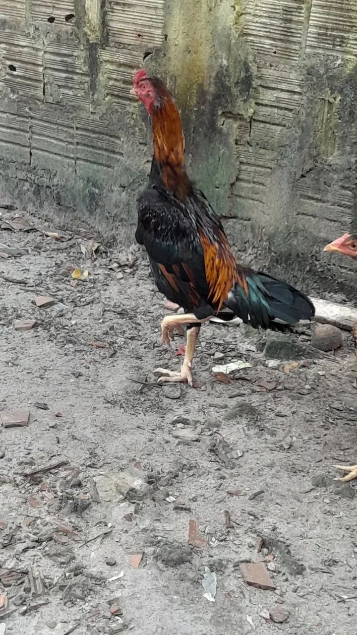 Galinha e Galo de raça - Foto 4
