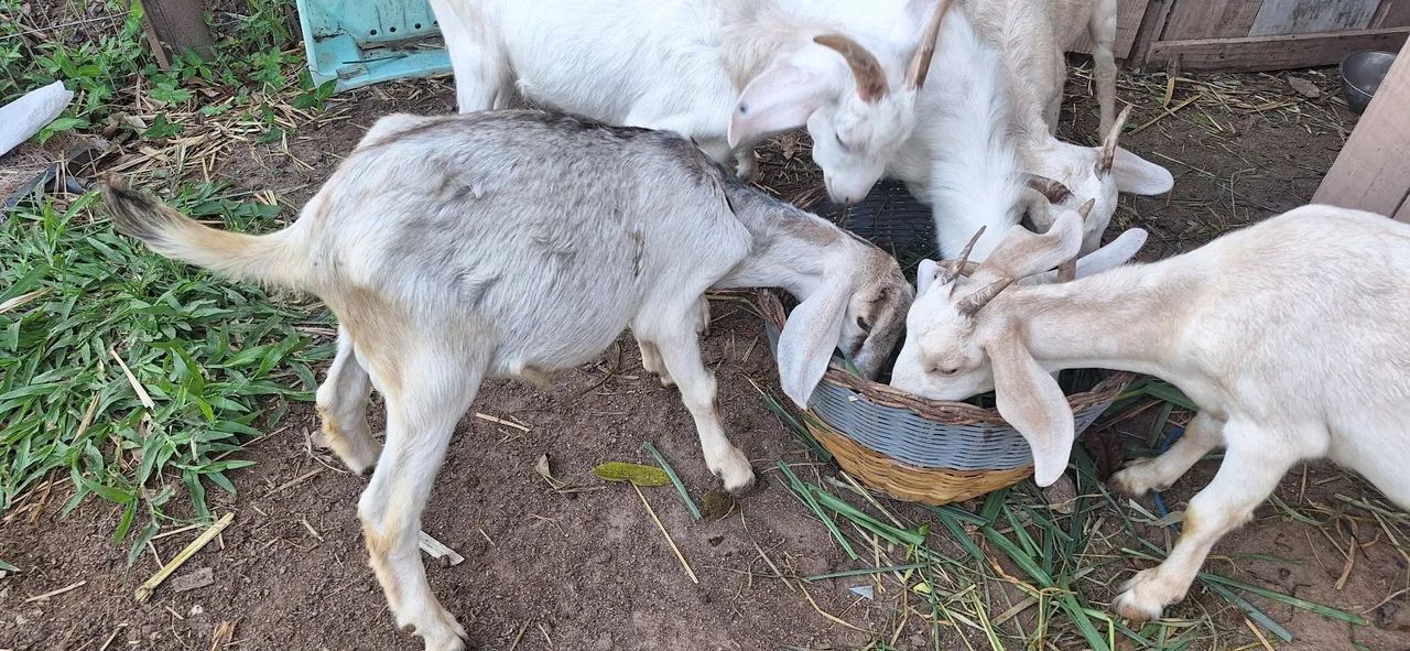Cabras leiteras  - Foto 5