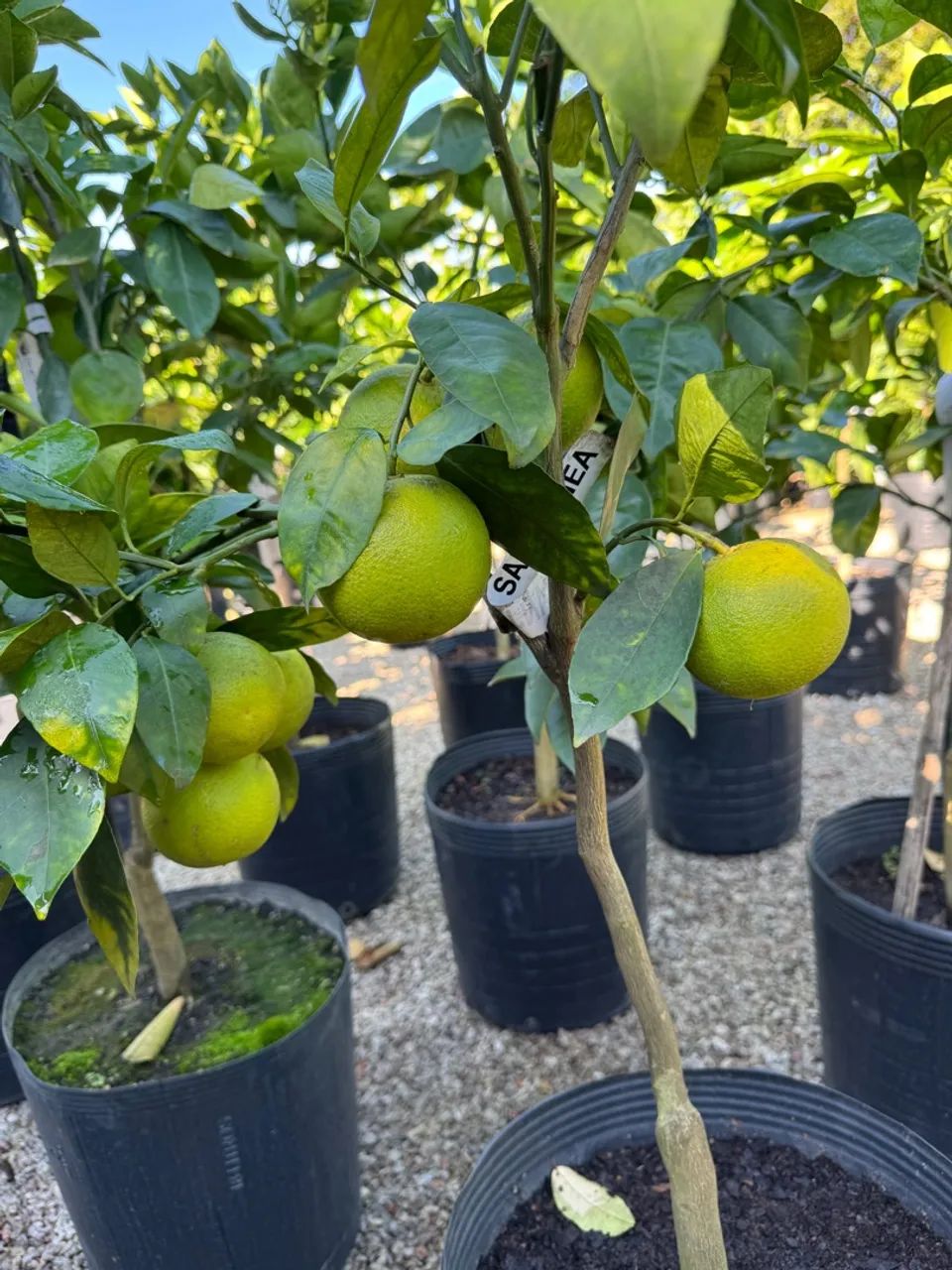 Frutíferas enxertadas - Foto 4