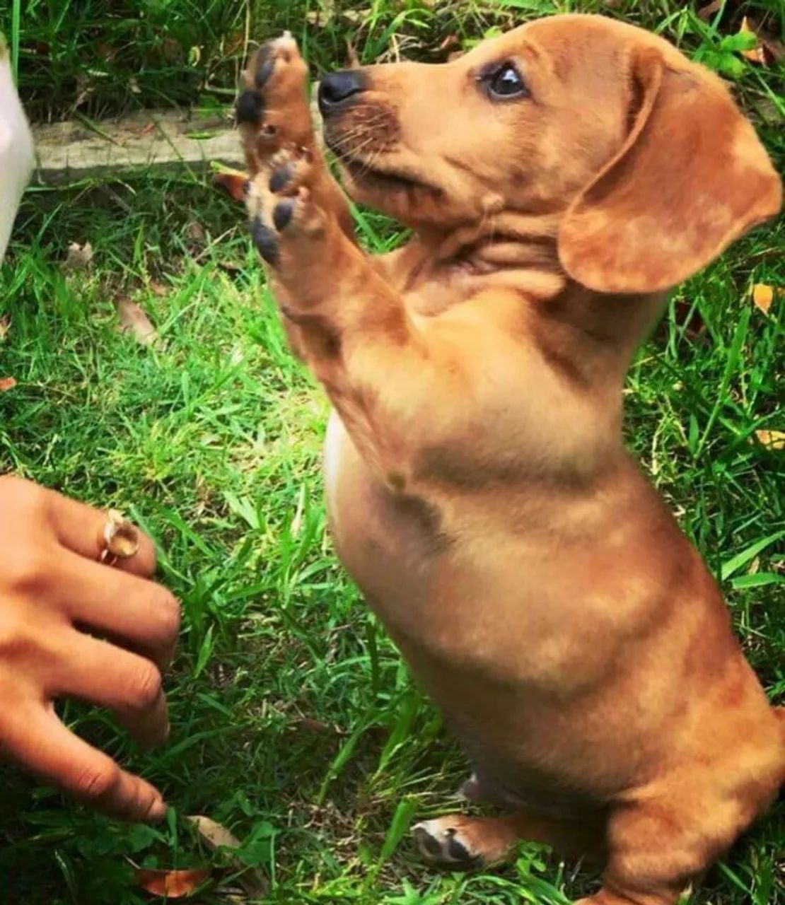 Filhotes Femeas Super Lindos de Teckel/Dachshund/Basset - Foto 2