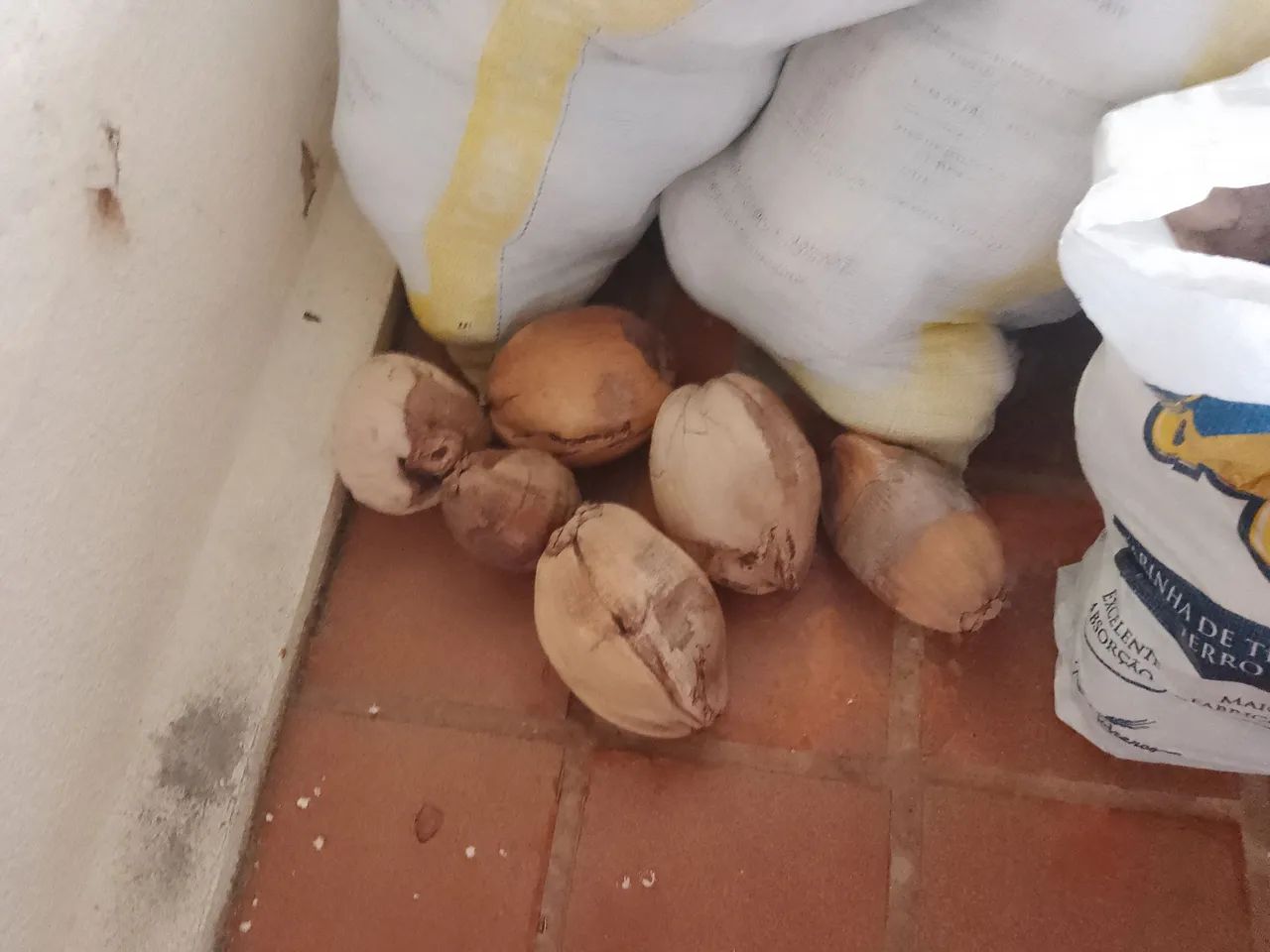 Coco seco com casca - Foto 4