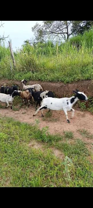 Ovelhas Santa Inês  - Foto 3