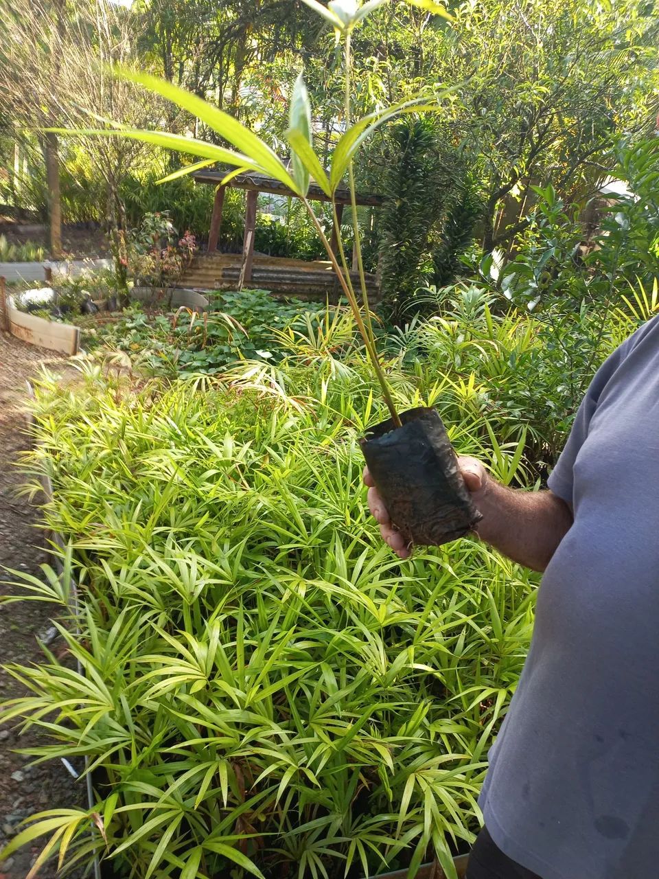  VENDO MUDAS PALMITOS E PALMEIRAS  - Foto 5