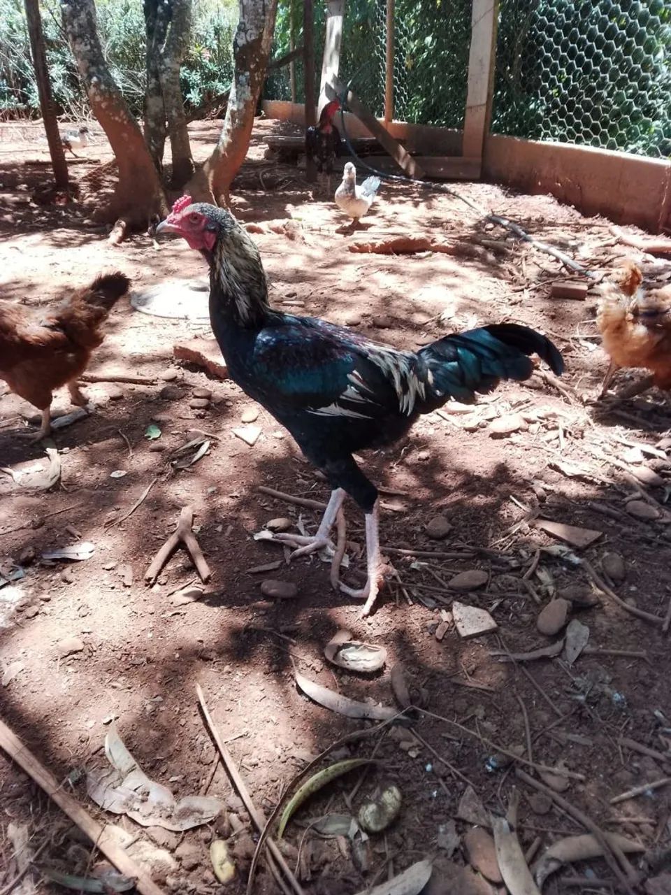 Frangos caipira macho  - Foto 4