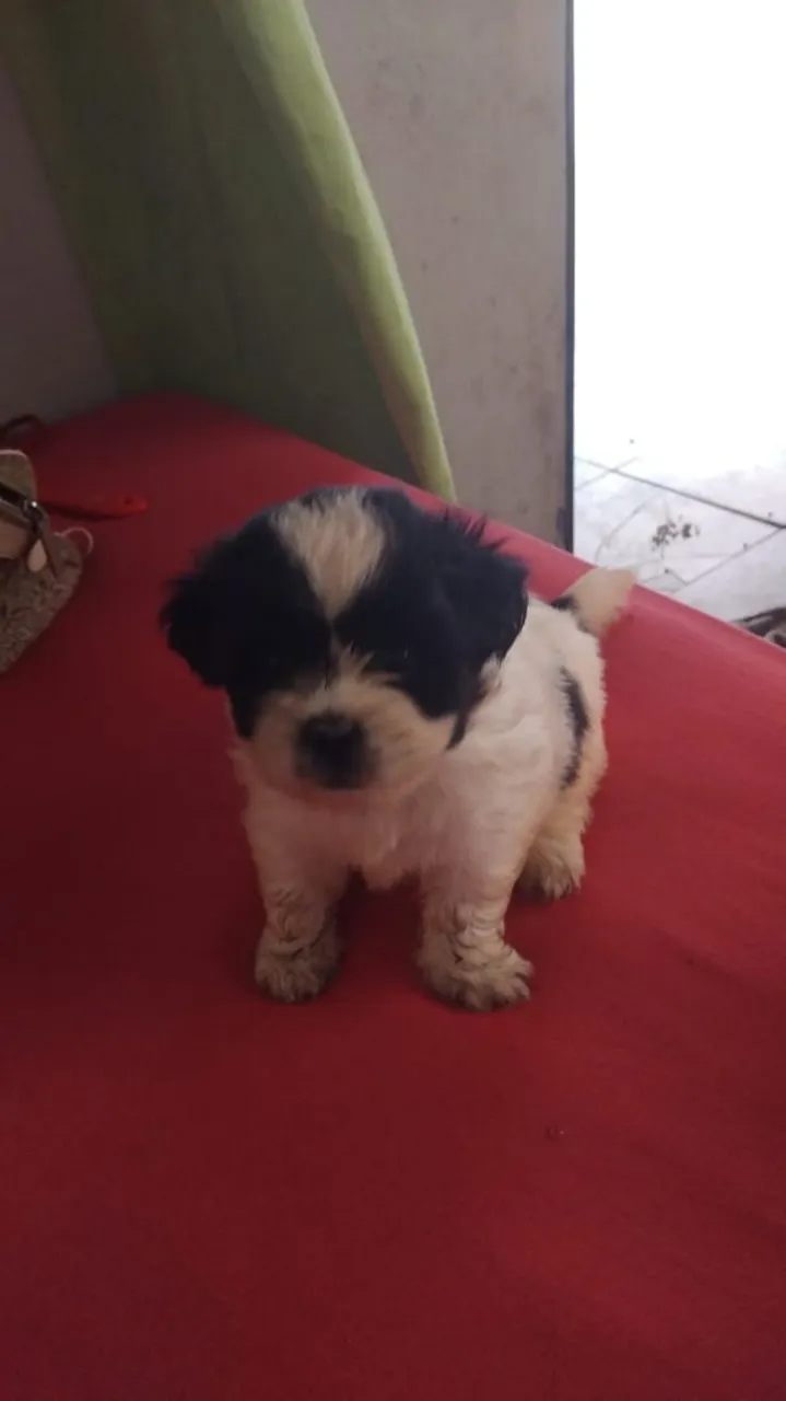 Filhote Shih Tzu - Lindíssimo!