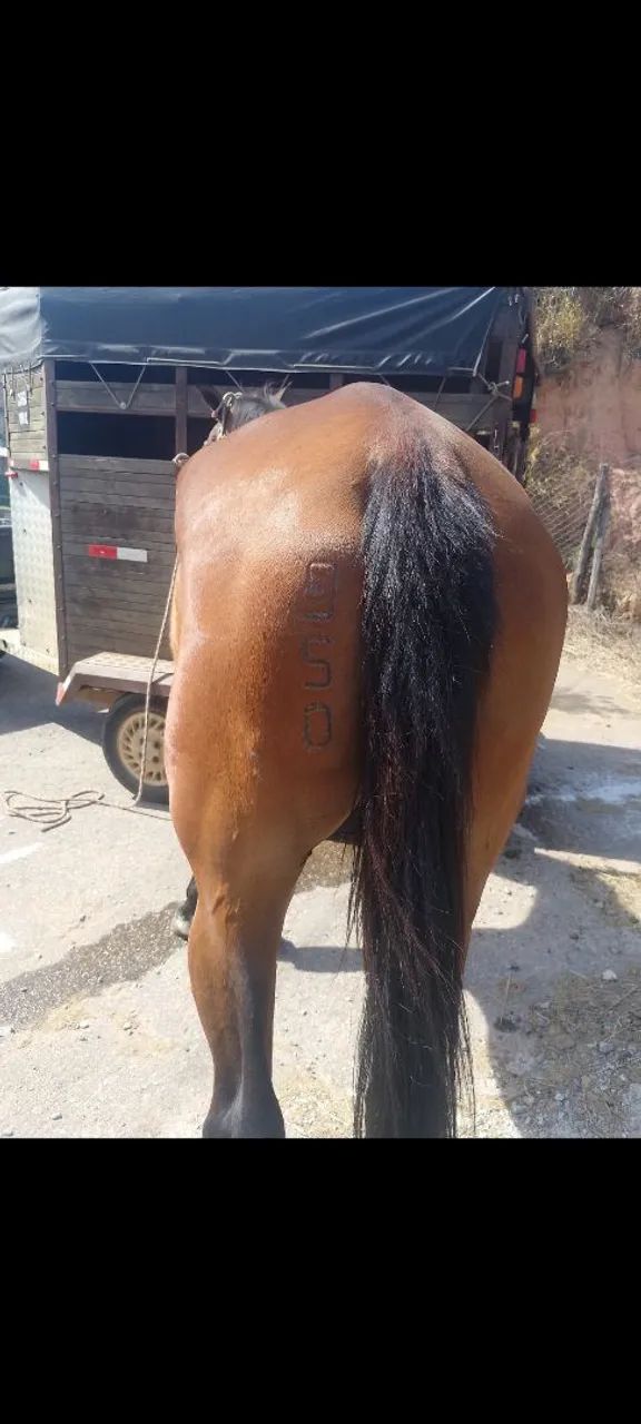 Égua Argentina de engate  - Foto 4