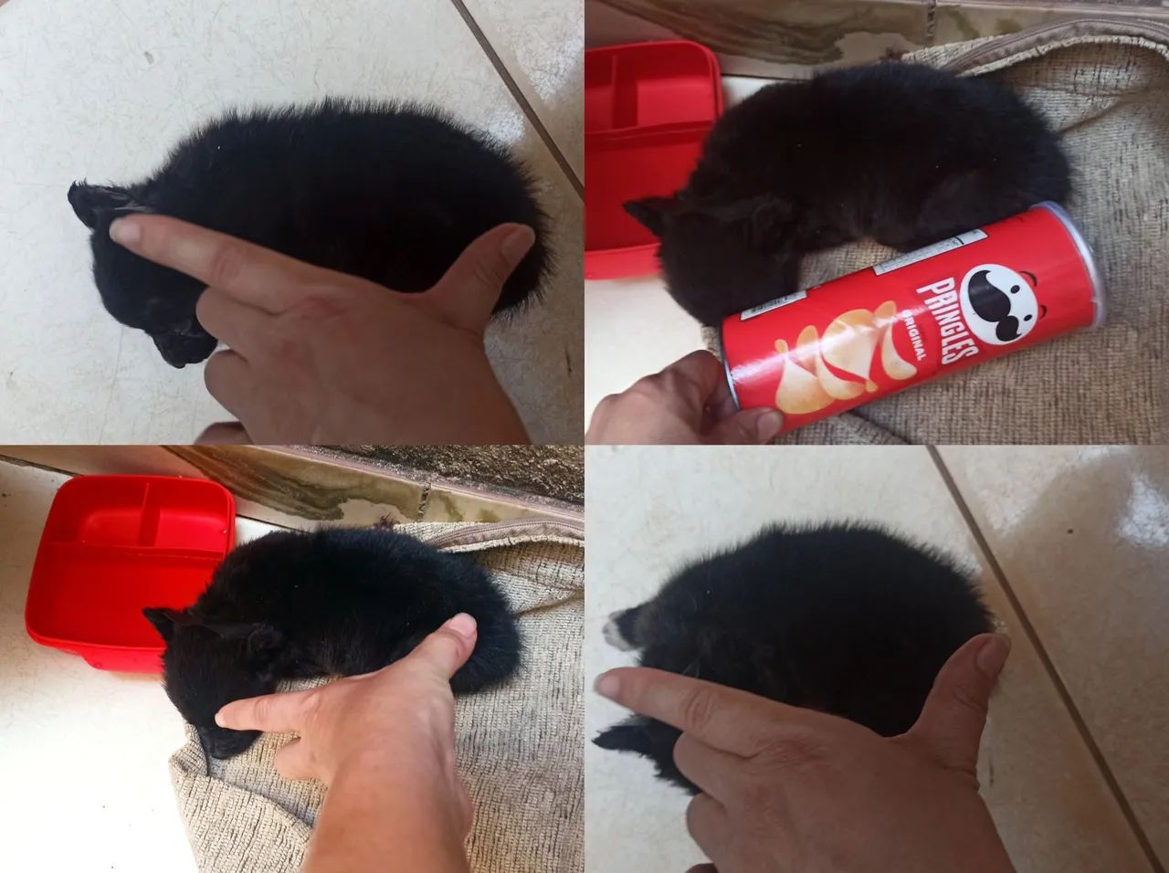 Lindas Mine filhote fêmea,favor leia a descrição do anúncio. - Foto 2