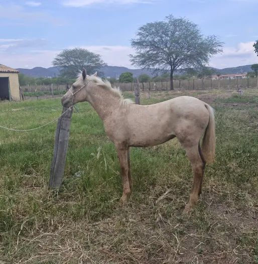 DOAÇÃO DE POTROS - Foto 2