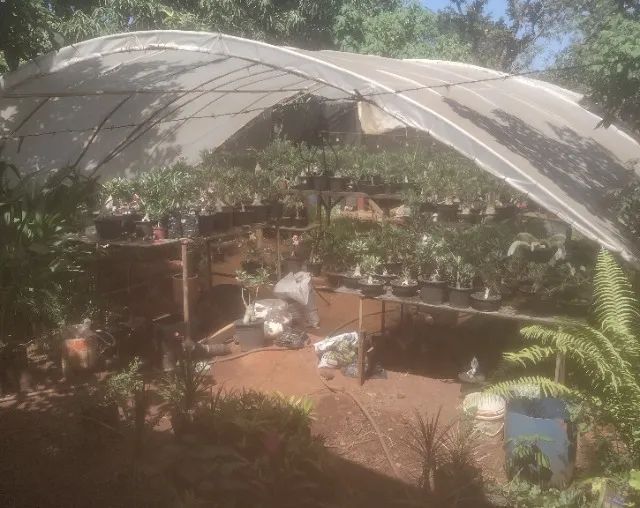 Rosas do deserto - Foto 5