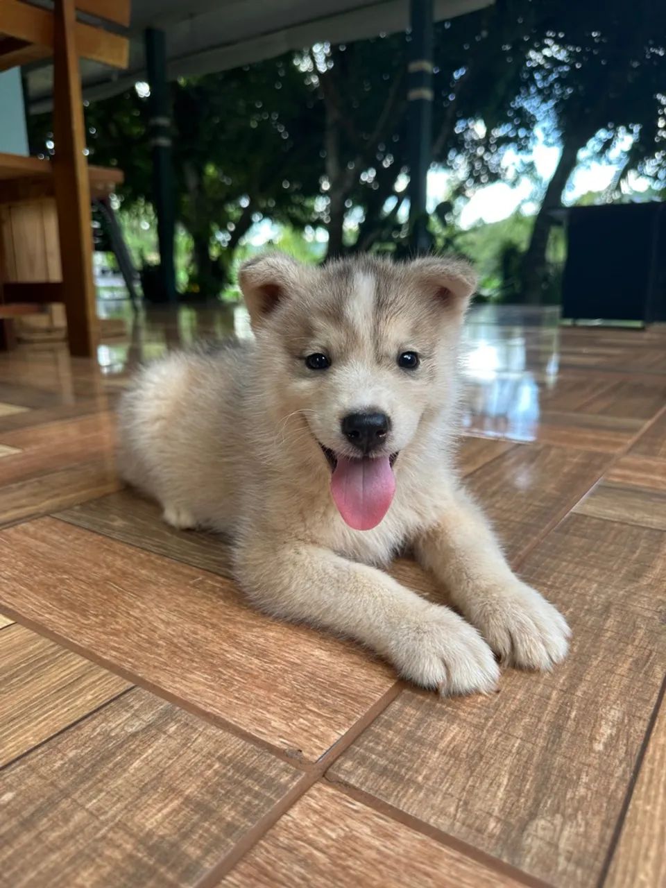Promoção Husky Siberiano  - Foto 3