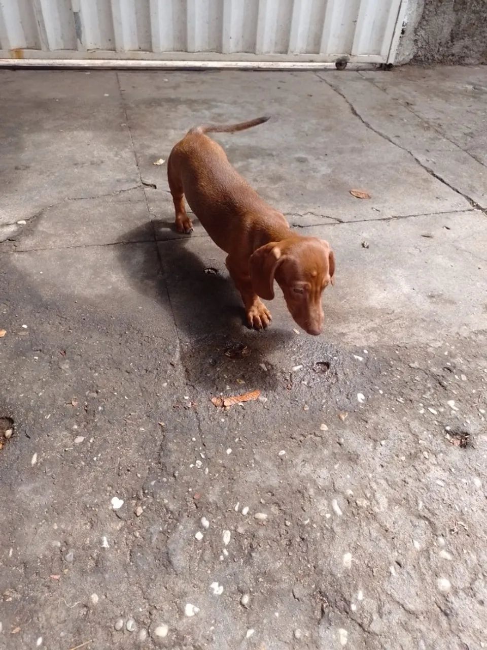 Dachshund (Salsichinha) - Foto 3