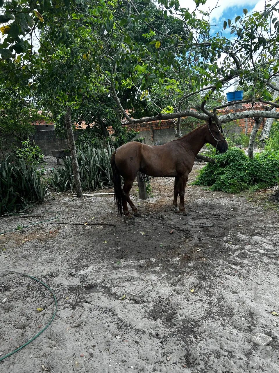 Égua mestiça de Quarto de milha 