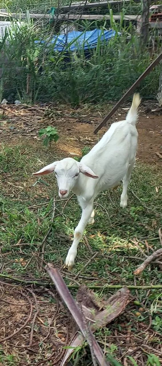 Cabrito Sanne  - Foto 2