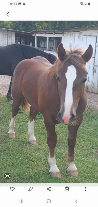 Potro Bretão  - Foto 2