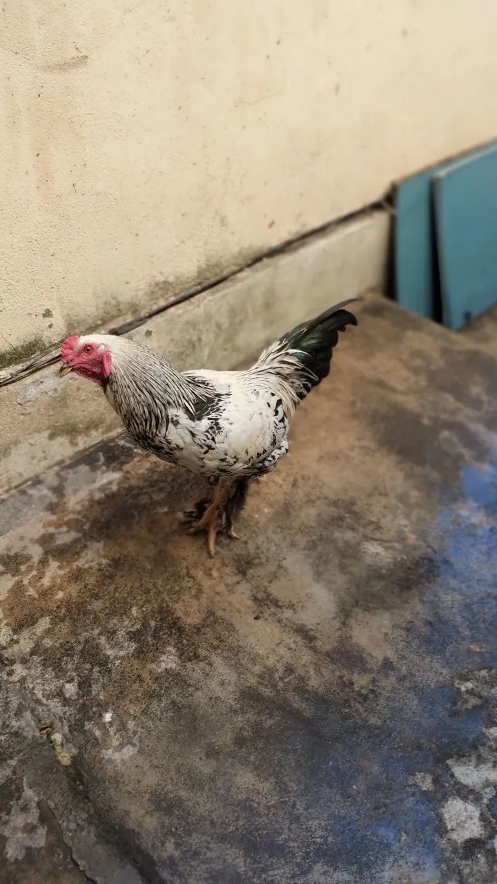 Vendo galo da marca Brahma  - Foto 4