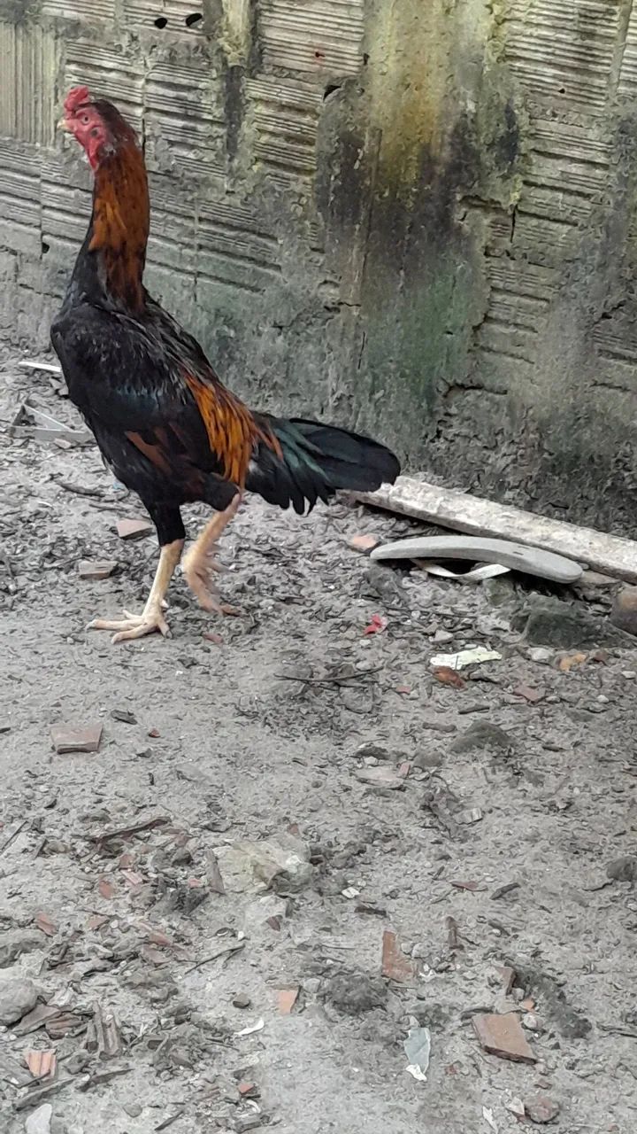 Galinha e Galo de raça - Foto 2