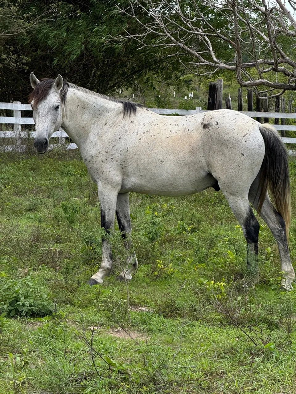 Cavalos em excelente estado, prontos para o trabalho! - Foto 4