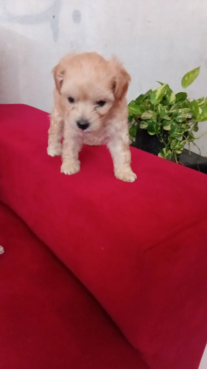 Filhotes de poodle