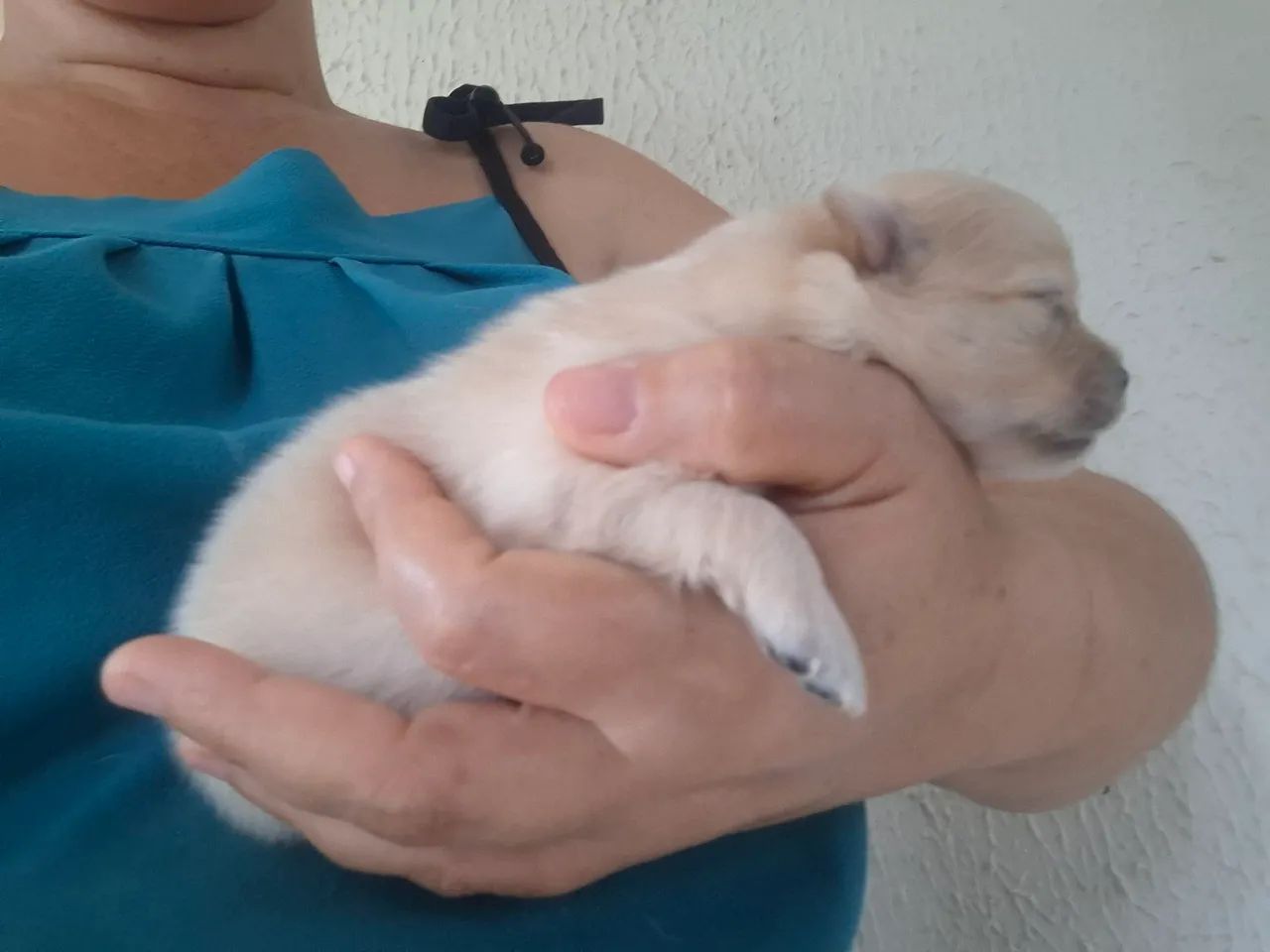 Spitz Alemão - Foto 2