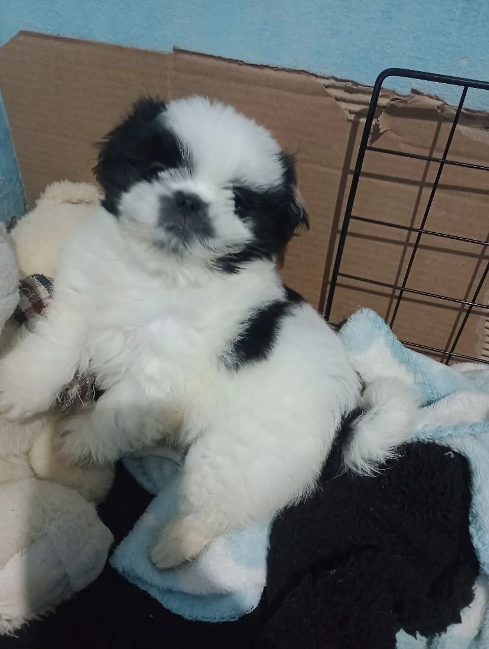 Filhote de Shih Tzu macho fofo e peludo