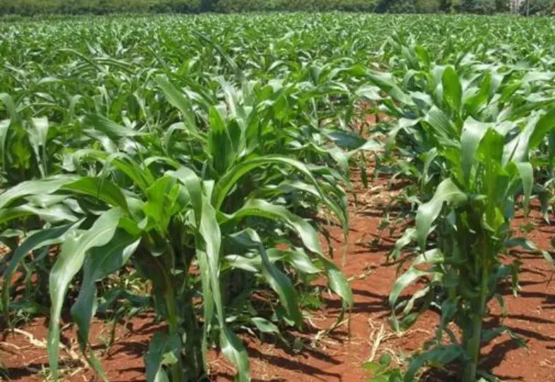 FAZENDA DE LAVOURA COM 53 ALQUEIRES ENTRE ITAQUIRAI E NAVIRAI -MS
