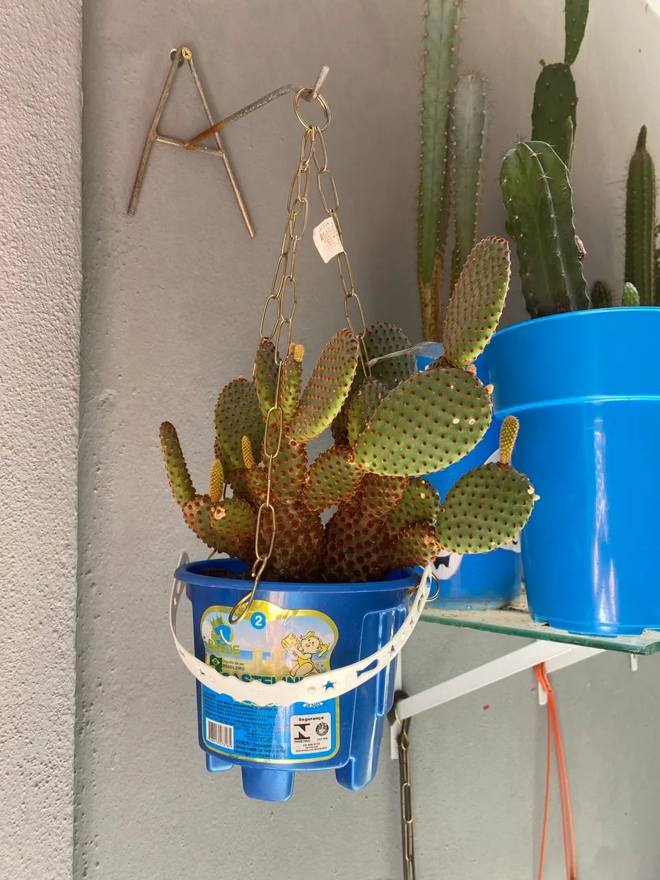 Desapego de 11 cactos  - Foto 4