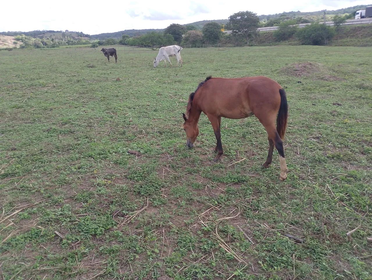 Potra com 1 ano e 2 meses - Foto 4
