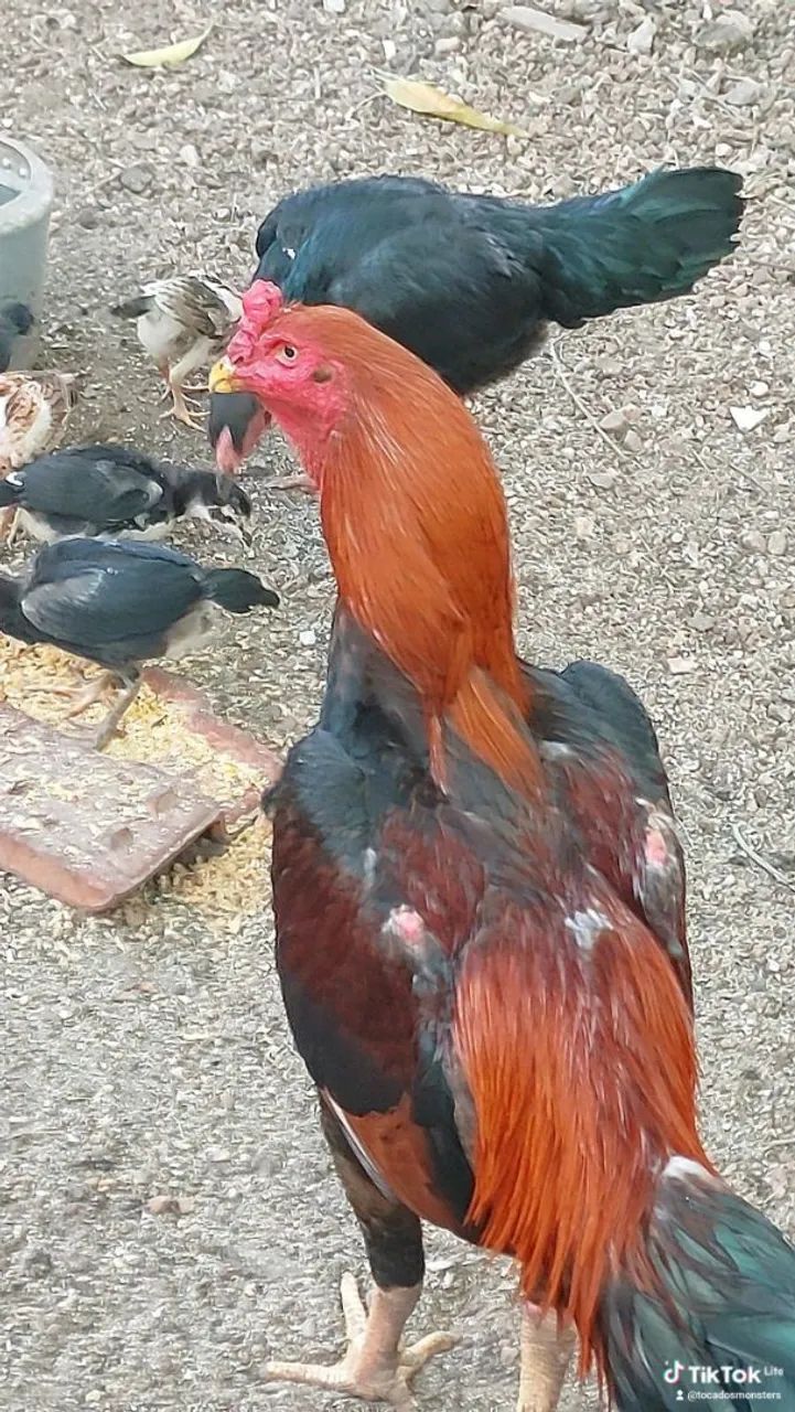 Galinhas e franguinhas 