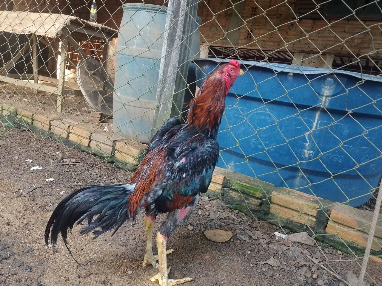 Galo de raça .