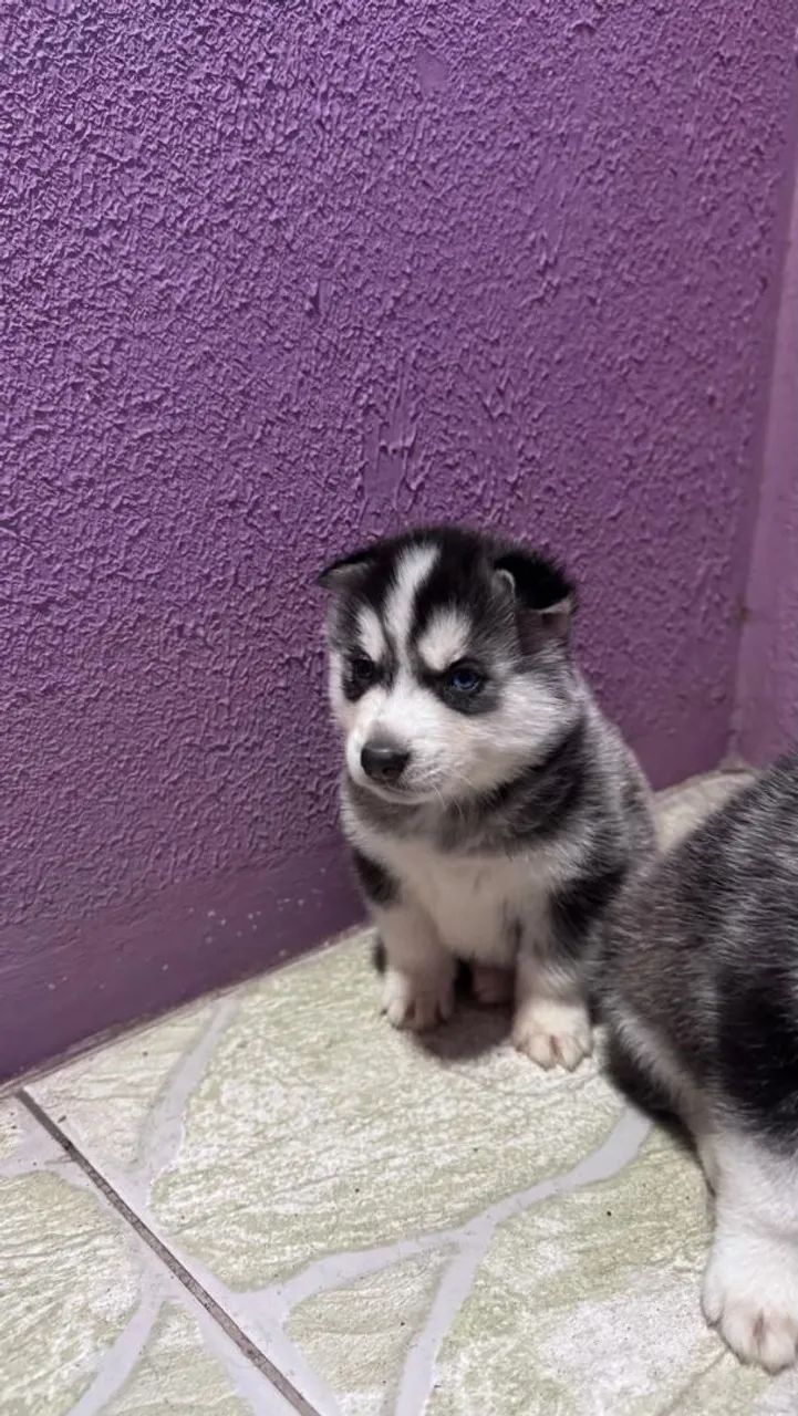Husky Siberiano  - Foto 5