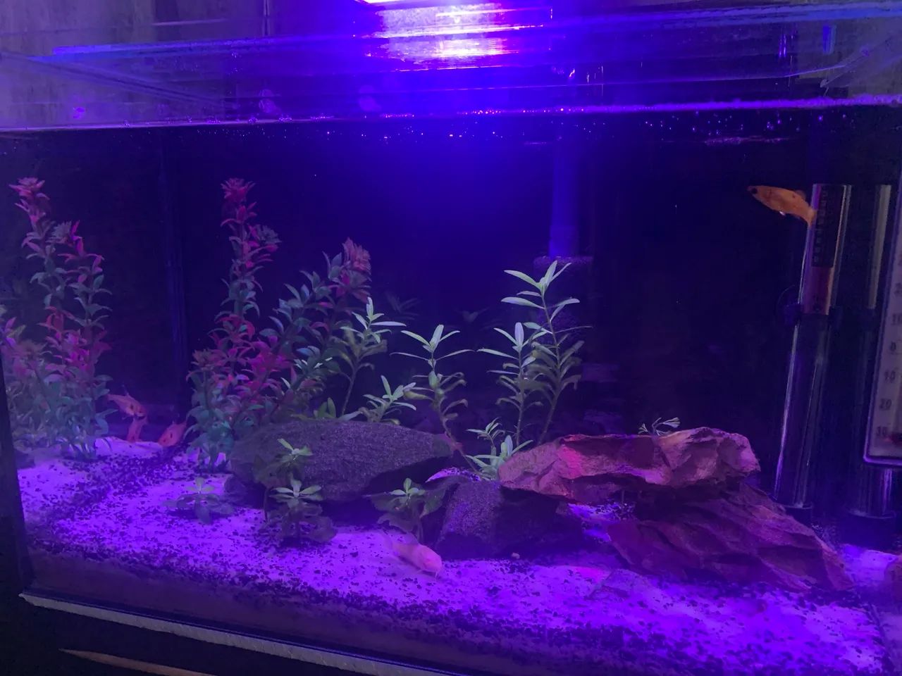 Aquário 30L  - Foto 4