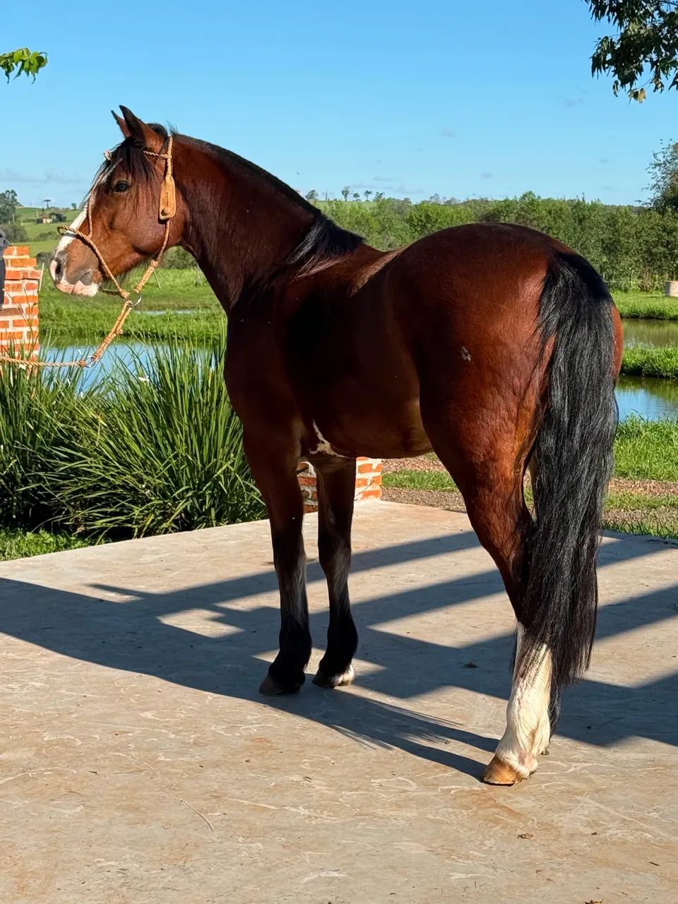 Cavalo Crioulo - Colorado