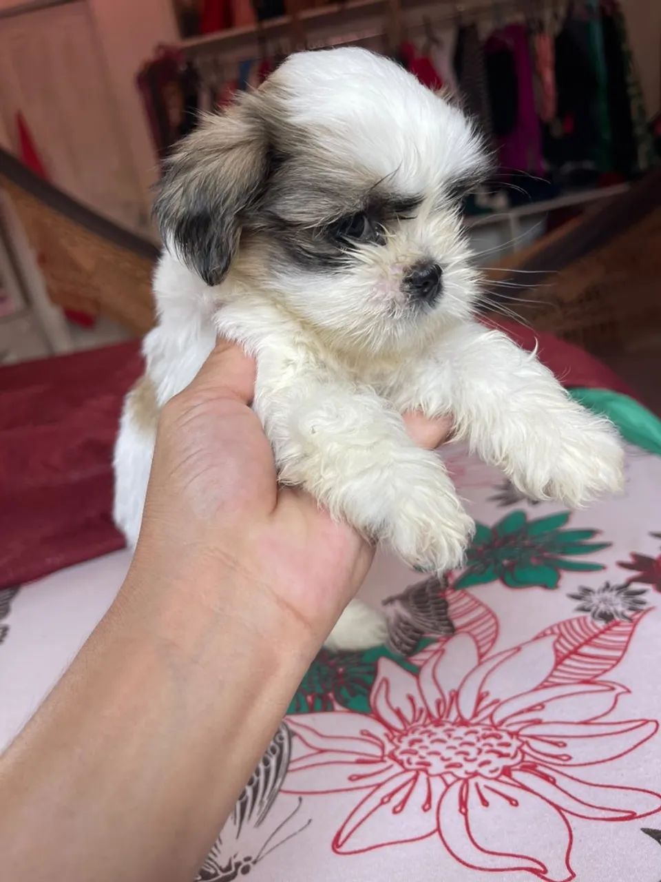 Vende se cachorrinha shih tzu - Foto 3