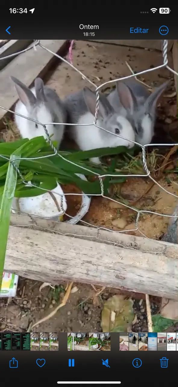 Coelhos 