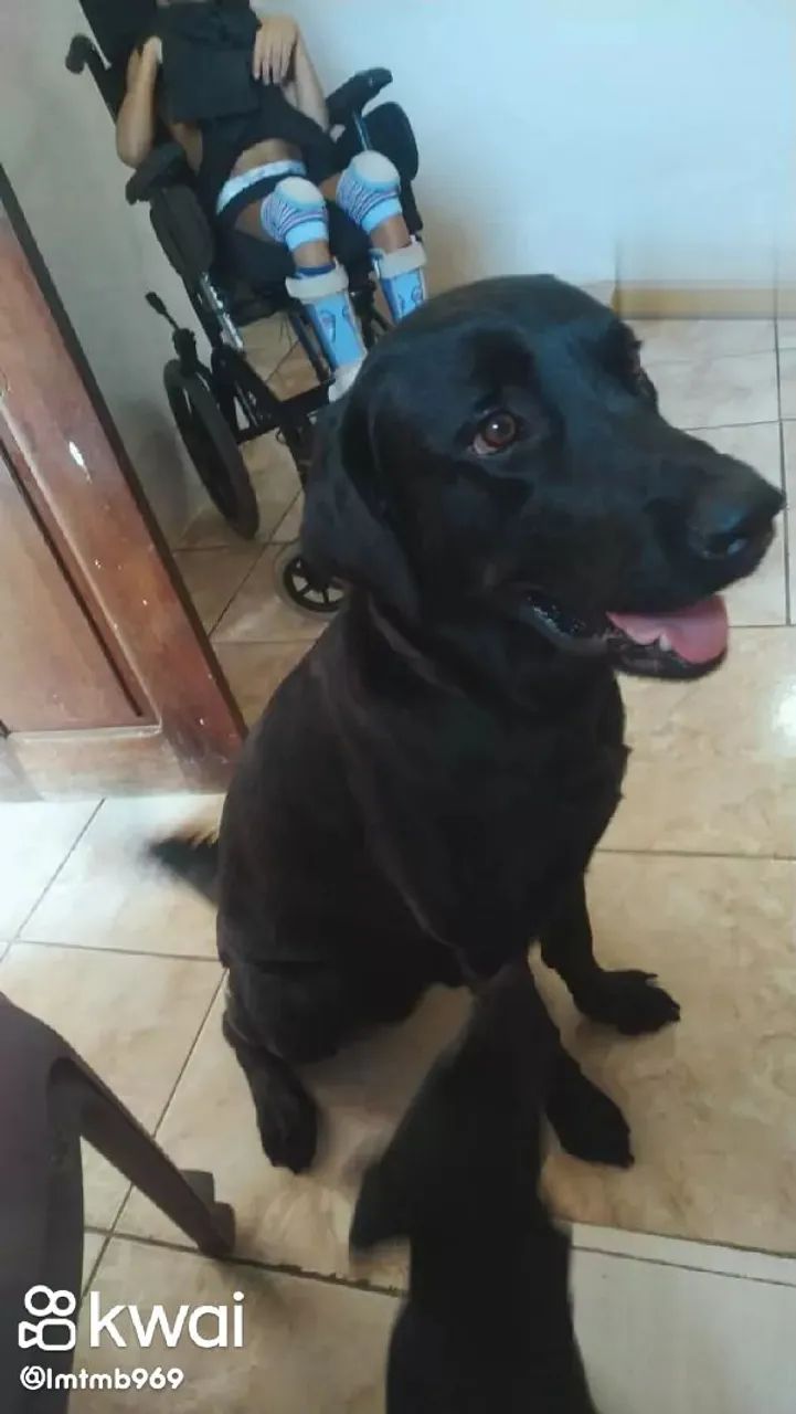 Doa 3 cachorros da raça labrador 