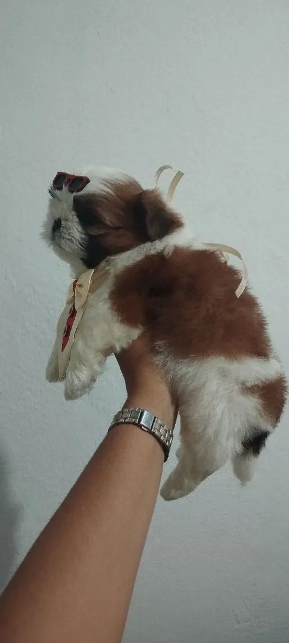Shitzu macho  - Foto 2