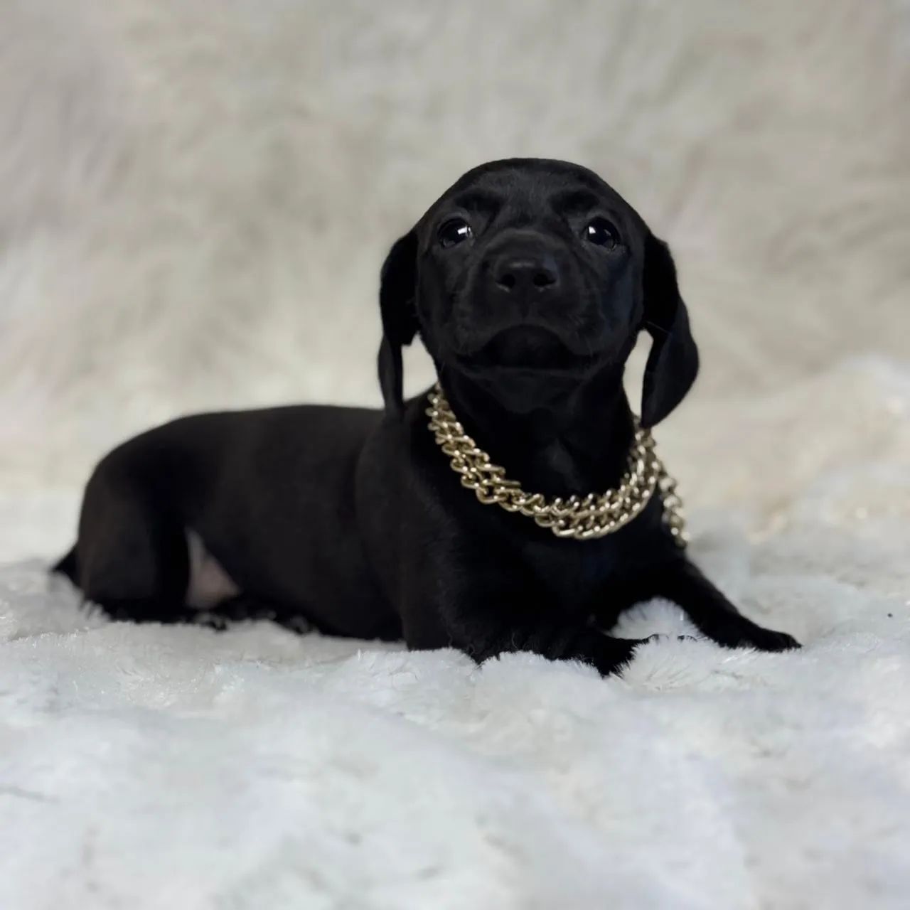 Dachshund black