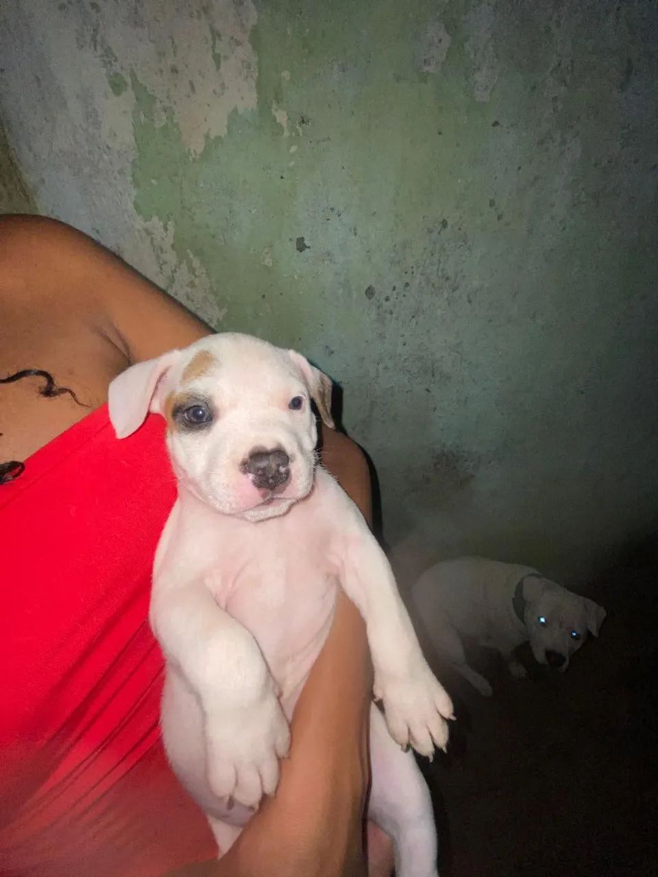 Filhotes American Bully