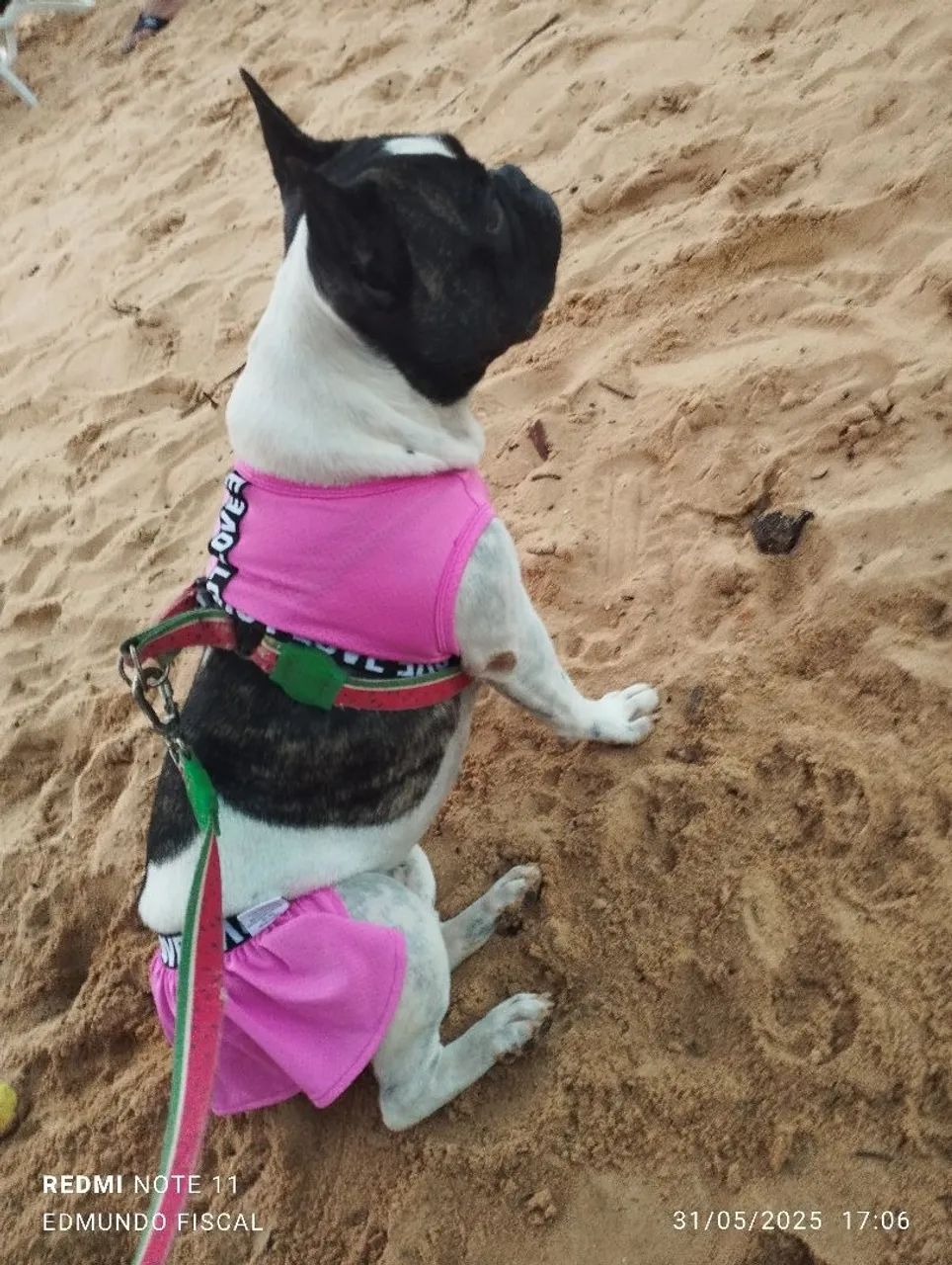 Bulldog pura vacinada todas importadas - Foto 2