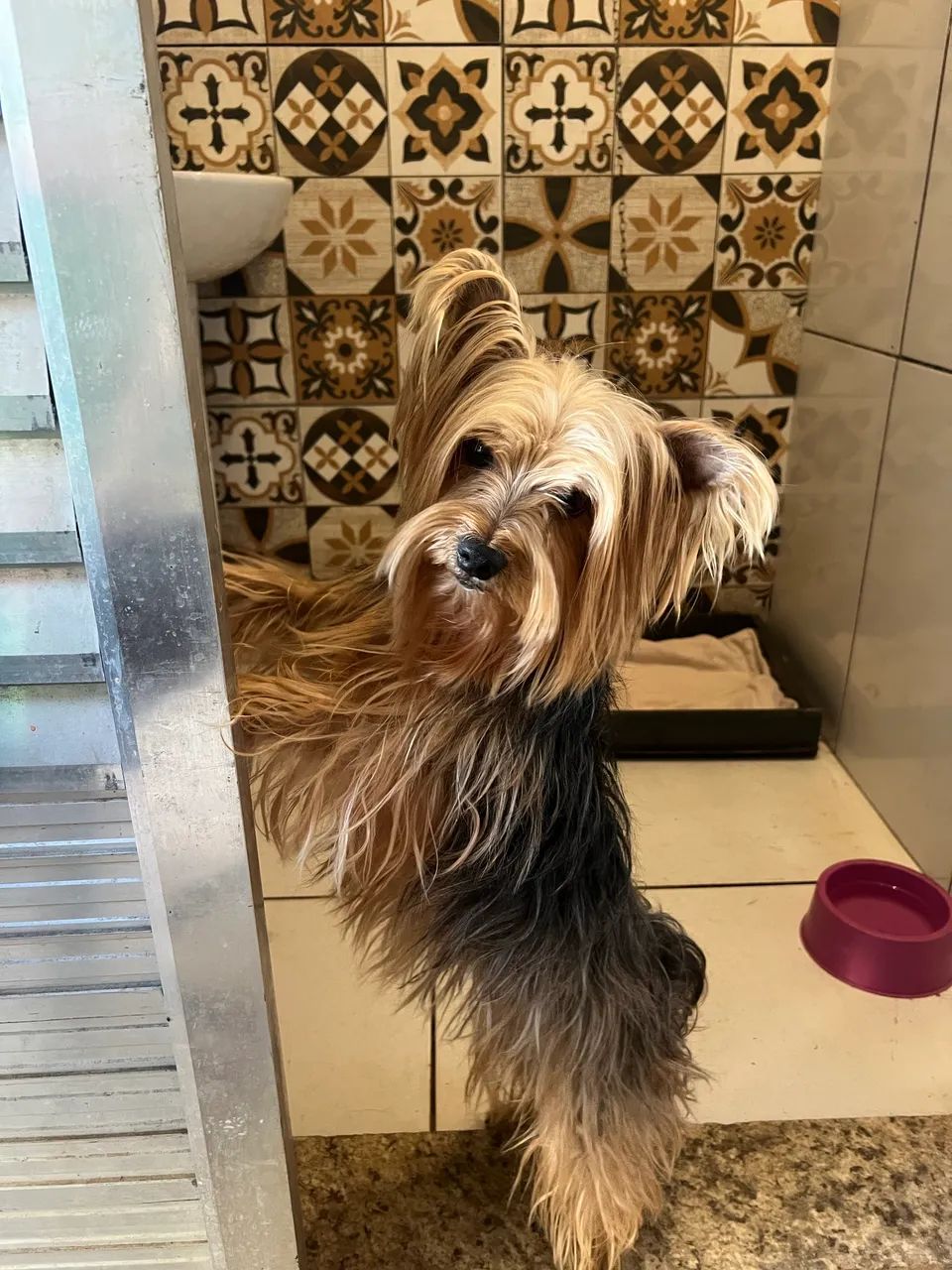 Yorkshire fêmea adulta 