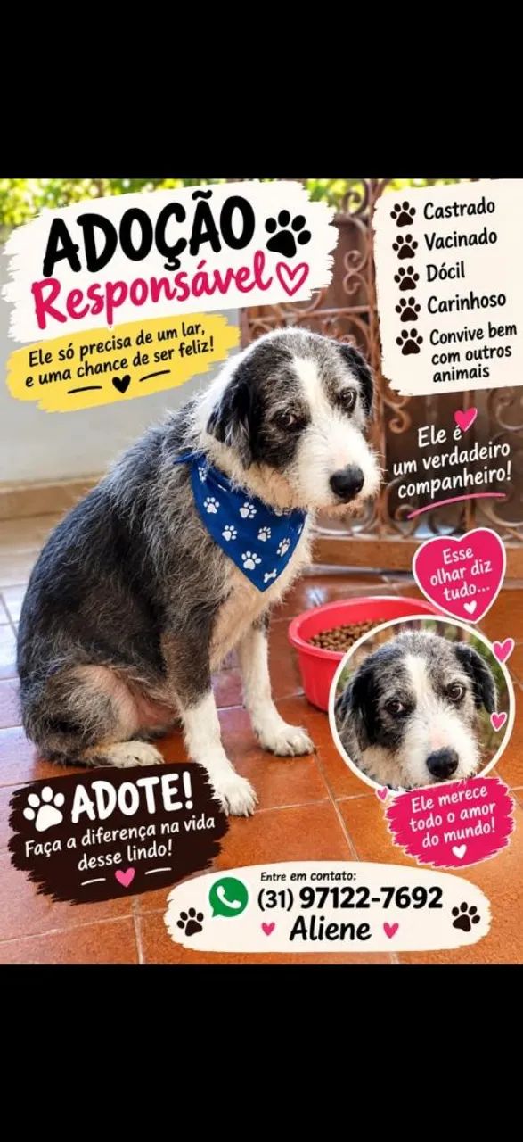 Doação de animais 