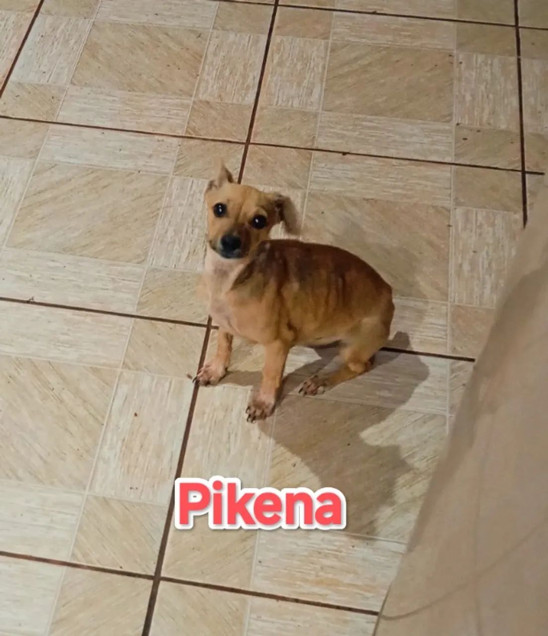 pintcher fêmea 6 meses  - Foto 2